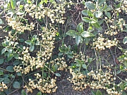 Thumbnail of M08_007.JPG