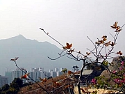 Thumbnail of M09_082_遠望青山.jpg