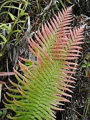 Thumbnail of 025.jpg