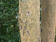 Thumbnail of pic_fiona_04.JPG
