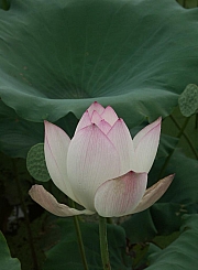 Thumbnail of pic_Chau_25.JPG