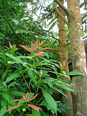Thumbnail of DSC01474.JPG