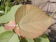 Thumbnail of DSCN0199.JPG