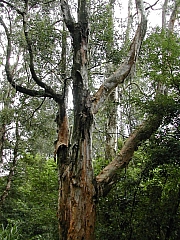 Thumbnail of DSCN0251.JPG