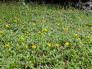 Thumbnail of DSCN0311.JPG