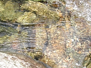 Thumbnail of DSCN0314.JPG