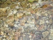 Thumbnail of DSCN0318.JPG