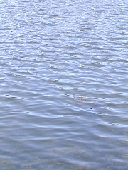 Thumbnail of DSCN0500.JPG