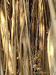 Thumbnail of DSC01868.JPG