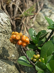 Thumbnail of pic0021.JPG