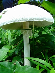 Thumbnail of DSC02180.JPG