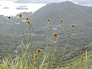 Thumbnail of DSCN0809.JPG