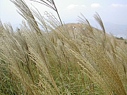 Thumbnail of DSCN1415.JPG
