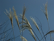 Thumbnail of PICT0125.JPG