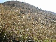 Thumbnail of DSCN1902.JPG