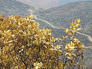 Thumbnail of DSC03393.JPG