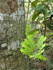 Thumbnail of DSCN2486.JPG