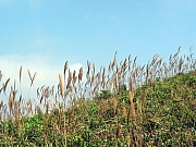 Thumbnail of pic_Sindy_Ching_10.JPG