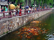 Thumbnail of pic_Kenneth_Lo_48.JPG