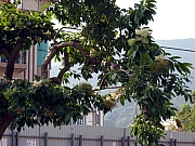 Thumbnail of PIC_HoSiuKit_05.JPG