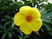 Thumbnail of PIC_HoSiuKit_82.JPG