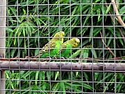 Thumbnail of PIC_Kenneth_Lo_018.JPG