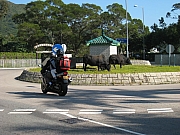 Thumbnail of pic_HoSiuKit_13.JPG