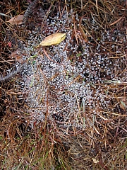 Thumbnail of pic_HoSiuKit_091.JPG
