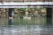 Thumbnail of PIC_WC_Wong_049.JPG