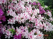 Thumbnail of PIC_PK_Liang_45.JPG