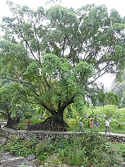 Thumbnail of pic_Wai_120.JPG