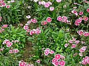 Thumbnail of pic_Wai_420.JPG