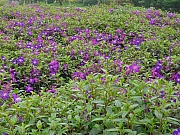 Thumbnail of pic_Wai_425.JPG