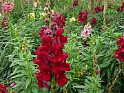 Thumbnail of pic_Wai_446.JPG