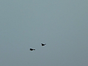 Thumbnail of PIC_Wai_105.JPG