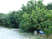 Thumbnail of pic_Wai_174.JPG