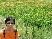 Thumbnail of pic_Wai_332.JPG