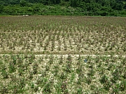 Thumbnail of pic_Wai_334.JPG