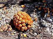 Thumbnail of P8010066.JPG
