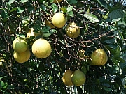 Thumbnail of pic_Lui_029.JPG
