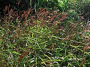 Thumbnail of pic_CC_Li_14.JPG