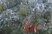 Thumbnail of pic_CC_Li_137.JPG