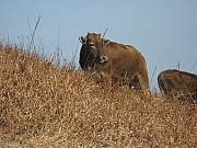 Thumbnail of pic_CC_Li_061.JPG