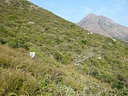 Thumbnail of pic_Wai_136.JPG