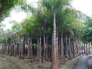 Thumbnail of pic_Wai_78.JPG