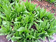 Thumbnail of P2200188.JPG