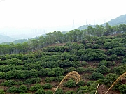 Thumbnail of PIC_Wai_072.JPG
