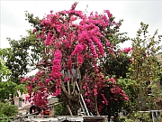 Thumbnail of pic_KT_Lui_67.JPG