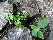 Thumbnail of pic_MF_Li_117.jpg
