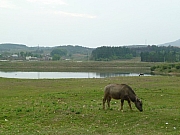 Thumbnail of pic_Wai_472.JPG